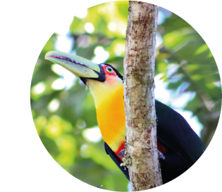 Tucano-do-bico-verde